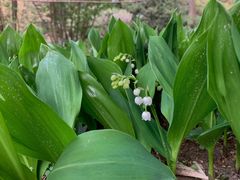 -国家植物园南园