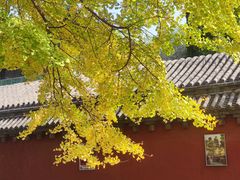 -少林寺欢喜地素斋馆