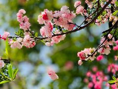 -南汇桃花村