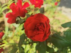 -莲池书院博物馆