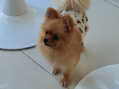 -怪兽屋·羊驼·猫咖·狗咖(俊华广场店)