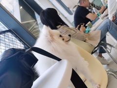 -怪兽屋·羊驼·猫咖·狗咖(俊华广场店)