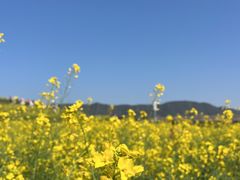 -光明小镇欢乐田园