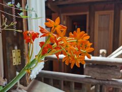 -叶叶菩提(太原别墅店)