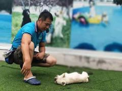 -宠物寄养训练学校
