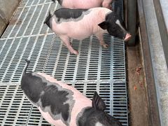 -北京鹿世界主题园