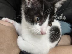 -安安宠医宠物医院·异宠·犬猫内科(岳阳分院)