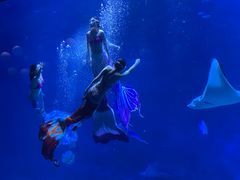 -烟台海昌鲸鲨海洋公园