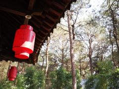 -铁山坪森林公园