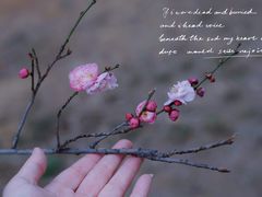 -无锡梅园公园