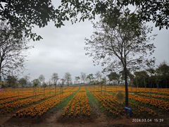 -天适樱花悠乐园