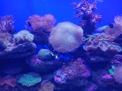 -青岛海底世界-水族馆