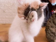 -平行世界·猫咖(首经贸店)