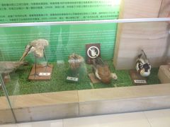 -大湾区中央湿地公园