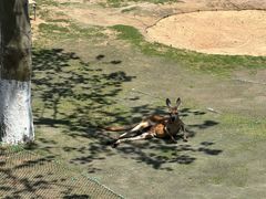 -西霞口神雕山野生动物世界