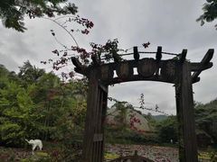 景点-野象谷景区