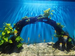 -海合安武汉极地海洋公园