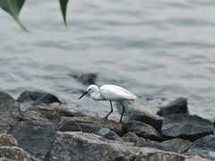 -深圳湾公园(南山区)