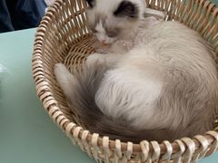 -怪兽屋·羊驼·猫咖·狗咖(俊华广场店)