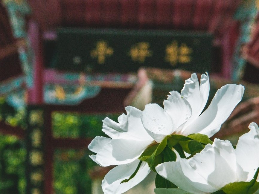 高淳玉泉寺看白牡丹