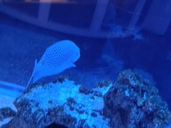 -上和臻品中国菜(花园街店)