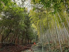 -上海佘山国家森林公园天马山园
