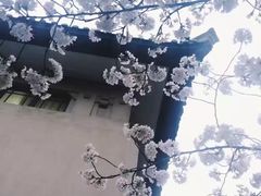 -武汉大学-樱园