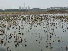 -天津东丽湖风景区