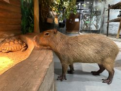 -Zoolung Zoolung动物主题公园(海信广场店)