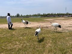 -盐城丹顶鹤湿地生态旅游区