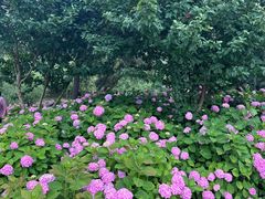 -上海滨江森林公园