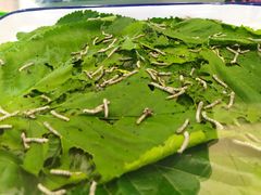 -上海昆虫博物馆