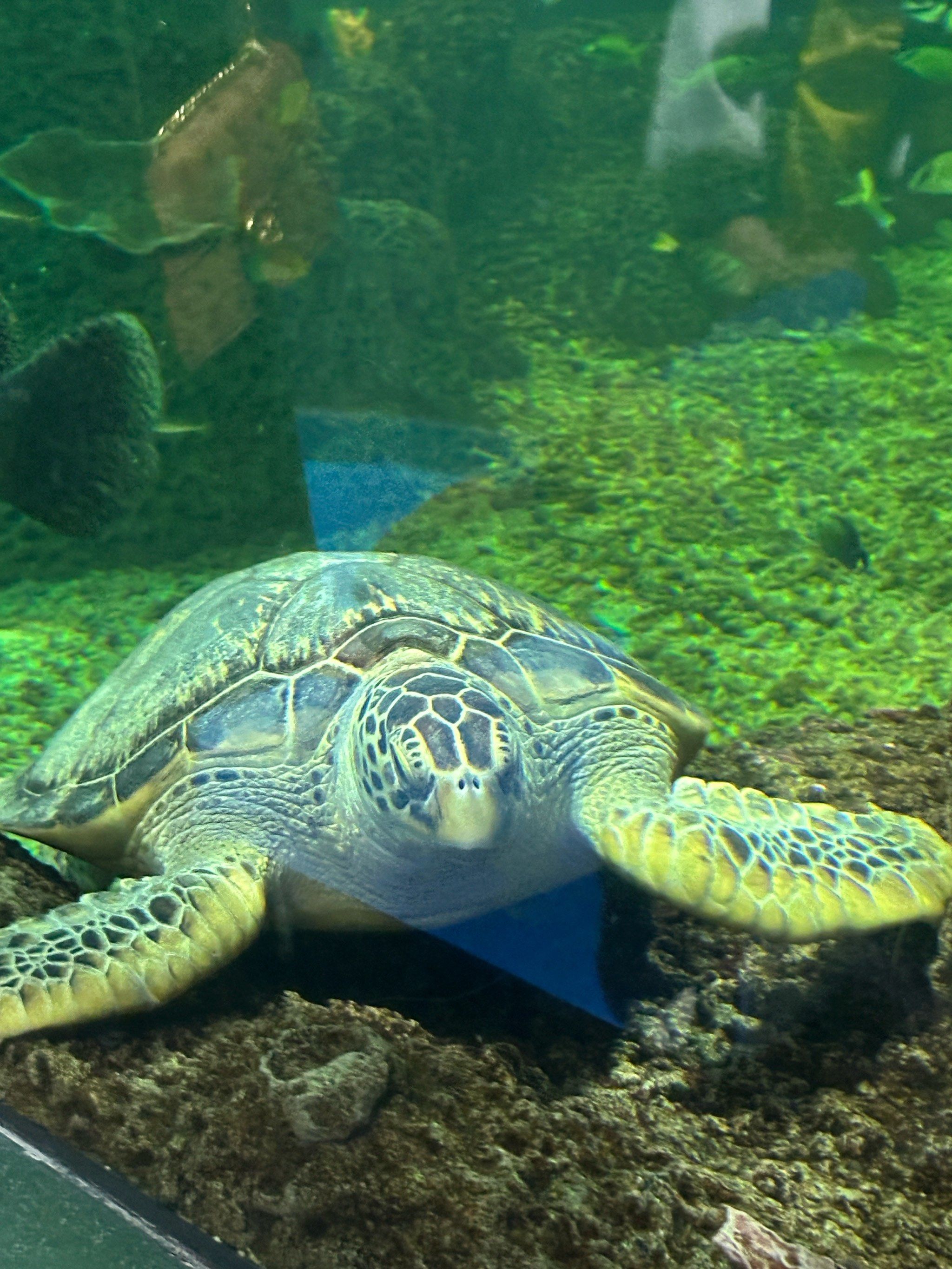 很多济南人不知道的01大明湖梦幻海底世界全攻略91