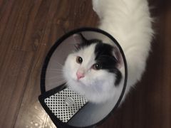 -芭比堂动物医院·犬猫全科·异宠专科(雁塔分院)