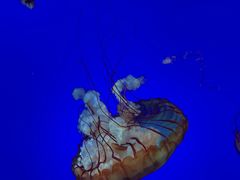 -瑞普利水族馆
