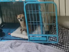 -波姐宠物家庭寄养