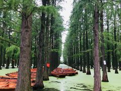 -渌洋湖湿地公园