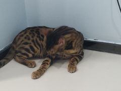 -糯米喵星人·撸猫猫舍咖啡馆(西市场嘉华店)