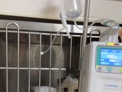 -关爱动物医院·心脏·中兽医·异宠(金牛路分院)