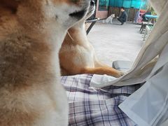 -柴犬高等学院·狗咖·柴犬售卖·宠物训练