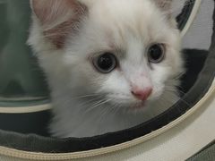 -暖阳宠物医院·犬猫康复中心·骨科