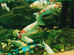 -锦艺城海洋馆