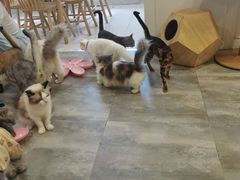 -楼上猫咖(罗湖店)