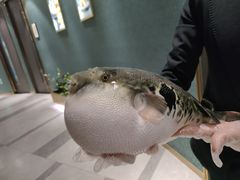 -鲐赏河豚(长寿店)