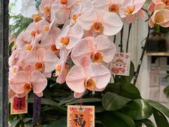 -FEI FEI FLOWER鲜花店·气球派对·宝宝宴布置(虹口德必运动Loft店)