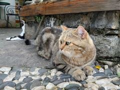 -喵屿·大理花园猫咖