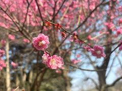 -杭州植物园