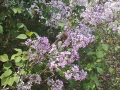-沈阳植物园