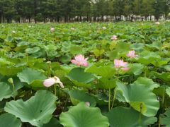 -滆湖低碳生态公园