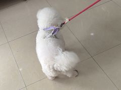 -瑞鹏·疫苗·绝育·宠物医院(广九店)